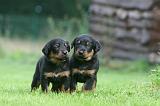 BEAUCERON - PUPPIES 373